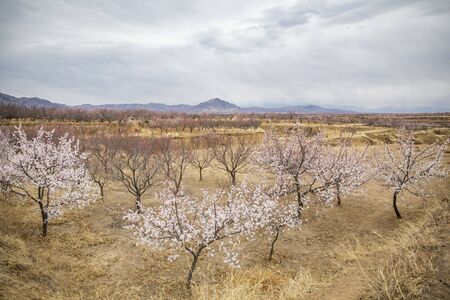 Apricot tree with flowers blooming at Hebei province, China.の写真素材