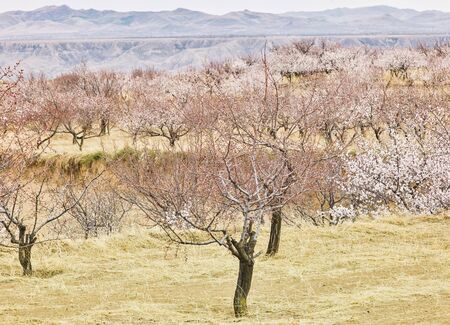 Apricot tree with flowers blooming at Hebei province, China.の写真素材