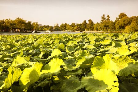 China, Shandong Province, Jinan City, Daming Lake Scenic Area Lotus Pond Viewの写真素材