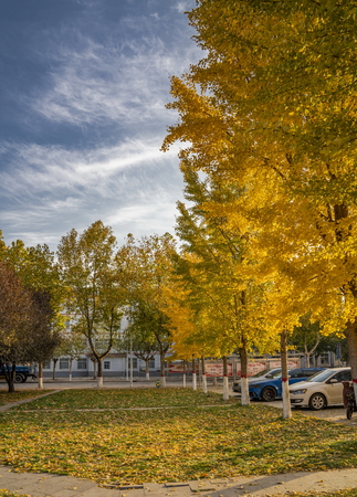 China, Hebei Province, Shijiazhuang City, Hebei University of Economics and Business, campus autumnのeditorial素材