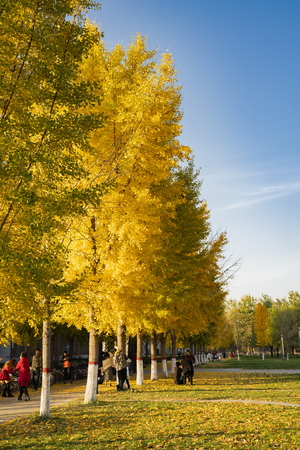 China, Hebei Province, Shijiazhuang City, Hebei University of Economics and Trade, people under the golden ginkgo forestのeditorial素材