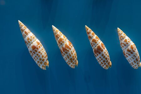 Specimen, Tianjin Natural Museum, Tianjin, Chinaのeditorial素材