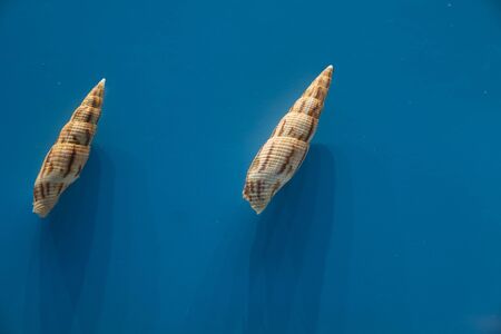 Specimen, Tianjin Natural Museum, Tianjin, Chinaのeditorial素材