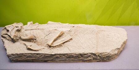 China, Tianjin, Tianjin Natural History Museum specimens, parrot-billed dragon fossil specimensのeditorial素材