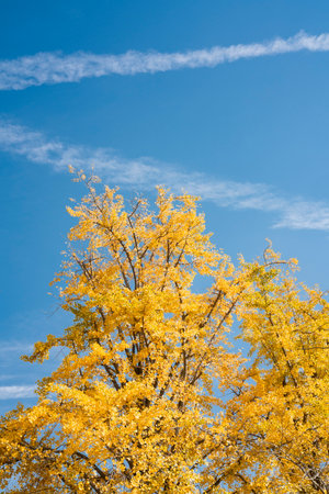 Ancient Ginkgo Sisters Garden, Pizhou City, Xuzhou City, Jiangsu Province, Chinaの写真素材