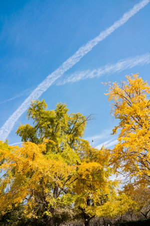 Ancient Ginkgo Sisters Garden, Pizhou City, Xuzhou City, Jiangsu Province, China