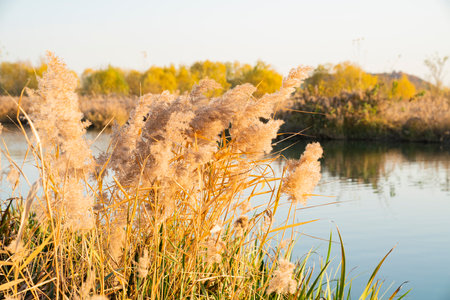 China, Hebei Province, Shijiazhuang City, Zhengding County, Futuo River Wetland Parkの写真素材