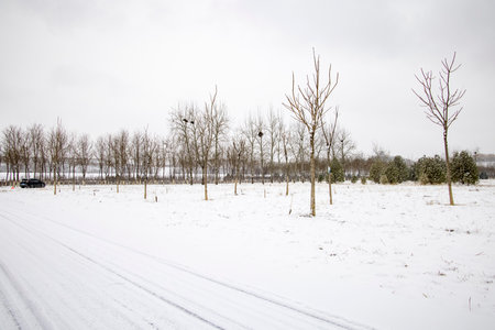 Winter landscape with snow covered trees and road in the countryside in cloudy dayの写真素材