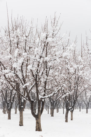 Snow covered trees in a park in winter, Beijing, China.の写真素材