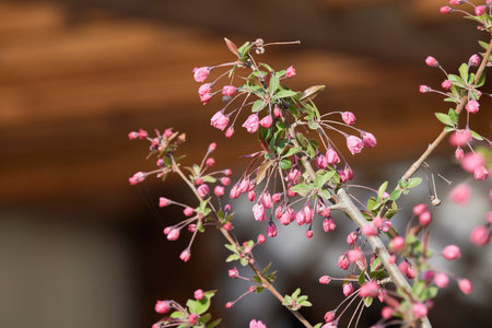 cherry blossom in the garden, closeup of pink flowers