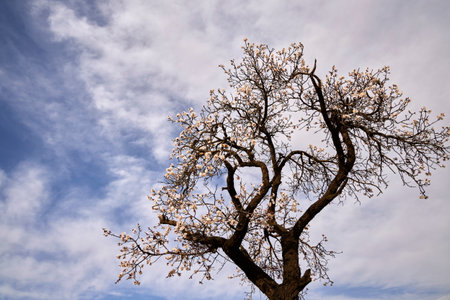 Almond tree against the blue sky with white clouds, natural backgroundの写真素材