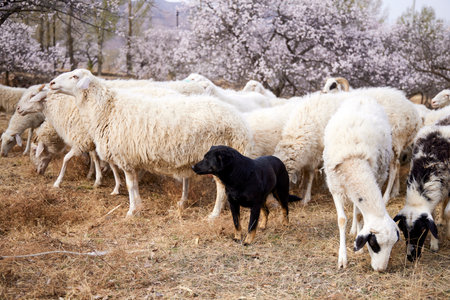 Sheep and lambs in the farm, spring time, selective focusの写真素材