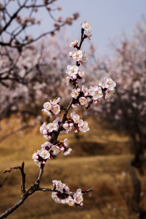 Apricot blossom in spring time. Flowers on a tree.の写真素材
