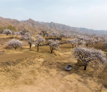 Aerial view of blooming almond trees in a field in springの写真素材