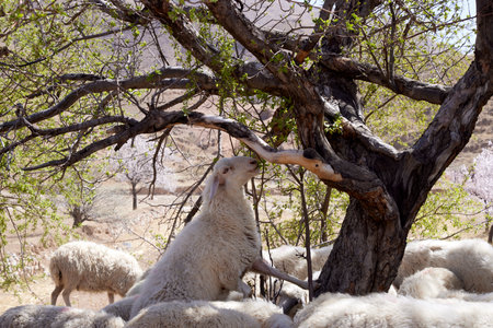 2023-04-18 China, flock of sheep in an orchard in Yangyuan County, Zhangjiakou, Hebei Provinceの写真素材