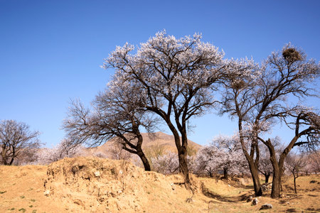 Peach trees in winter, closeup of photo, China.の写真素材