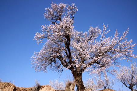 2023-04-18 Apricot blossoms in Yangyuan County, Zhangjiakou, Hebei Province, Chinaの写真素材