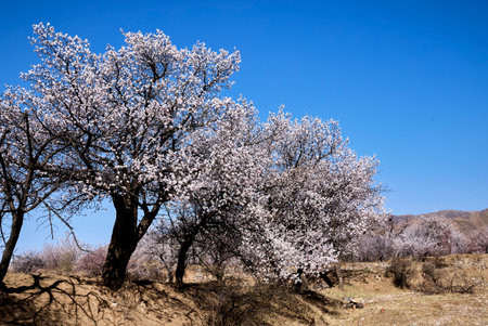 Almond trees in bloom, closeup of photo, China.の写真素材