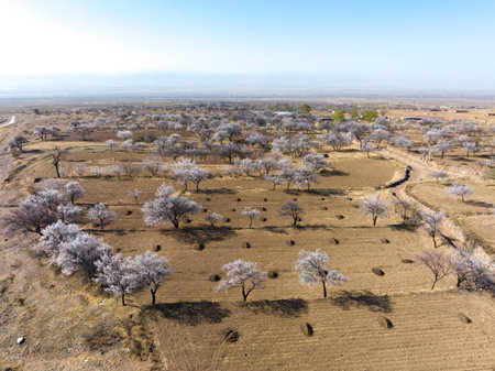 Bird's-eye view of the blossoming almond trees in the spring.の写真素材