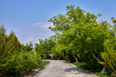 Road in the park with green trees and blue sky in the backgroundの写真素材