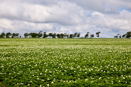 Soybean field with white flowers and green trees in the backgroundの写真素材