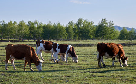 Herd of cows grazing in a meadow on a sunny dayの写真素材