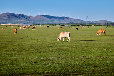 Cows grazing in a green meadow with wind turbines in the backgroundの写真素材