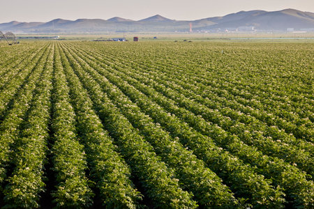 Potato field with rows of blooming green potatoes in spring.の写真素材