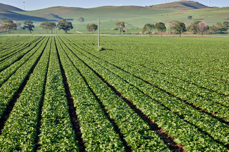 Cabbage field in South Australia, New South Wales, Australia.の写真素材