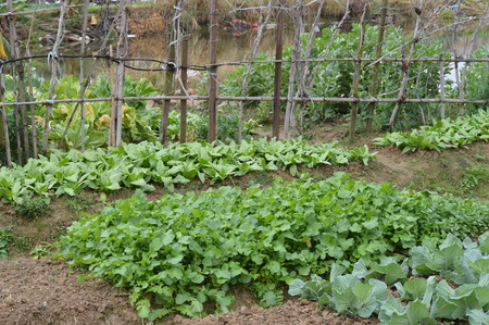 Vegetable plotの写真素材