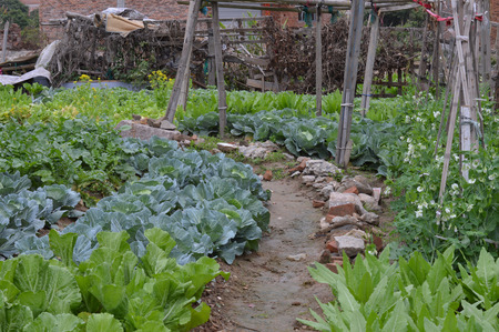 Vegetable plotの写真素材