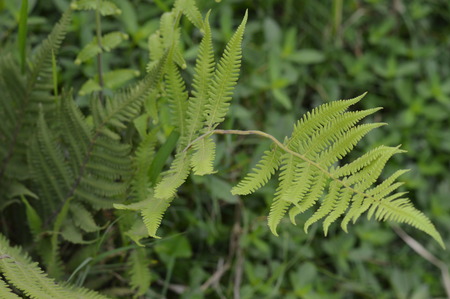 Green fernの写真素材