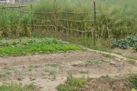 Vegetable plotの写真素材