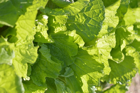 Green vegetableの写真素材