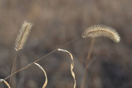 Reed plantsの写真素材