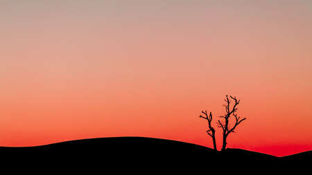 Dry tree silhouette in desertの写真素材