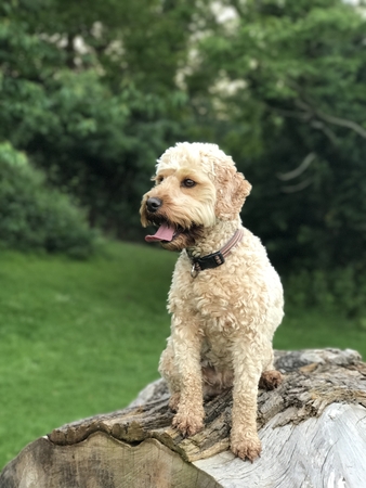 Cockerpoo in the woods