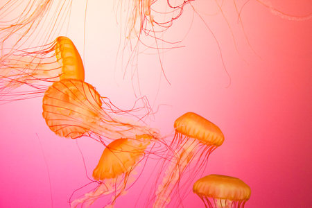 School of Jellyfishの写真素材