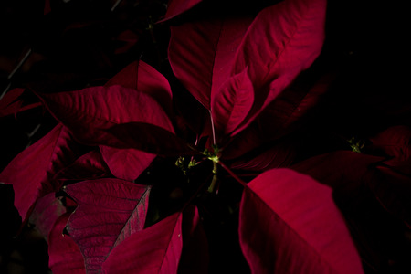 Black background red christmas flowerの写真素材