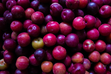Fresh and juicy red plumの写真素材