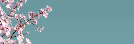 Cherry tree blossom on turquoise blue background 3D Rendering, 3D Illustration
