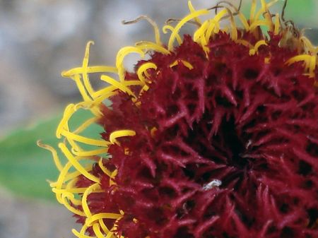                                zinniaの写真素材