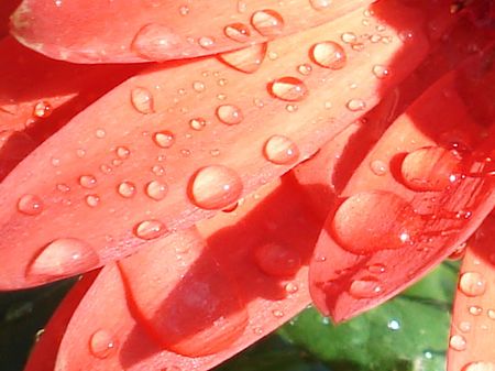                                gerber daisyの写真素材
