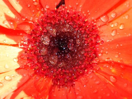                                gerber daisyの写真素材