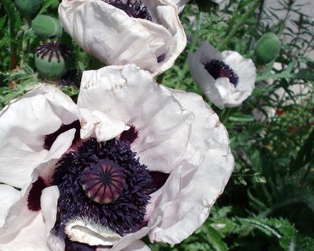                                poppyの写真素材