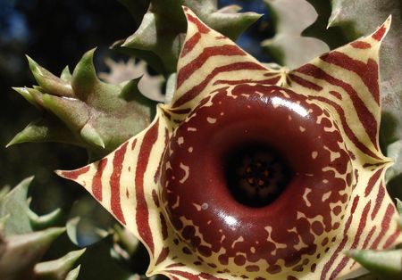       succulent                     の写真素材