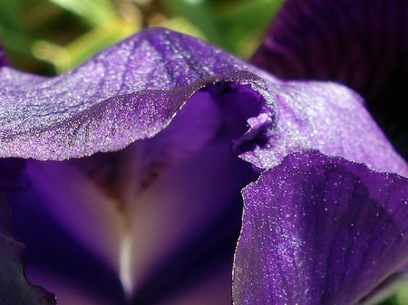                     iris           の写真素材