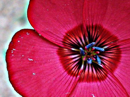                                phloxの写真素材