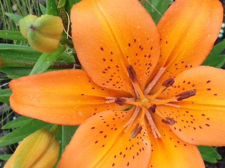                 tiger  lilly             の写真素材