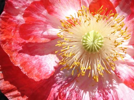                                poppyの写真素材